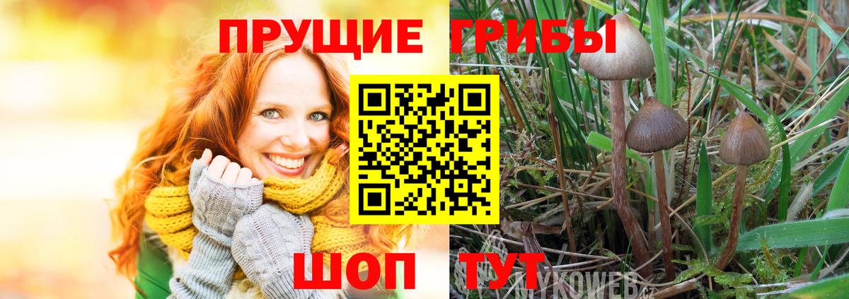Асино  Галлюциногенные грибы Psilocybine cubensis  Вход с VPN 